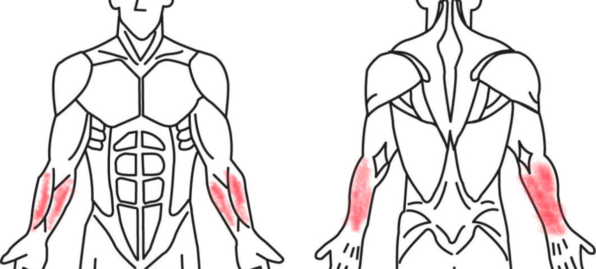 前腕筋の説明
